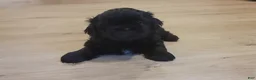 Shih Tzu dogs for sale: Sable - Ad 24