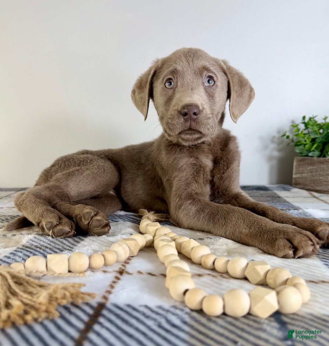 Labrador Retriever dogs for sale: AKC Lainey - Ad 3