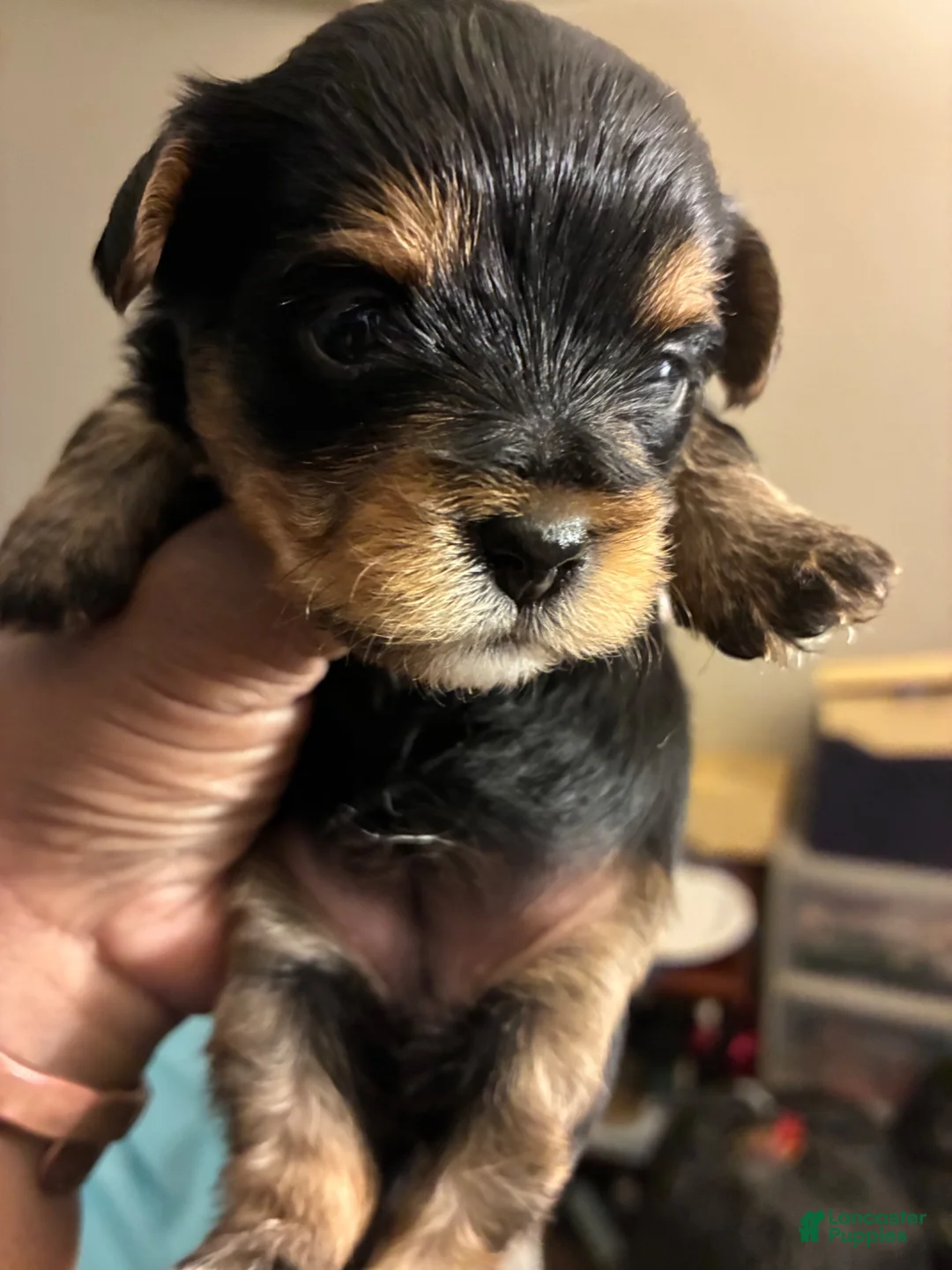 Mixed Breed dogs for sale: Peanut  - Ad 2