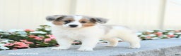 Miniature Australian Shepherd dogs for sale: Jett - Ad 4