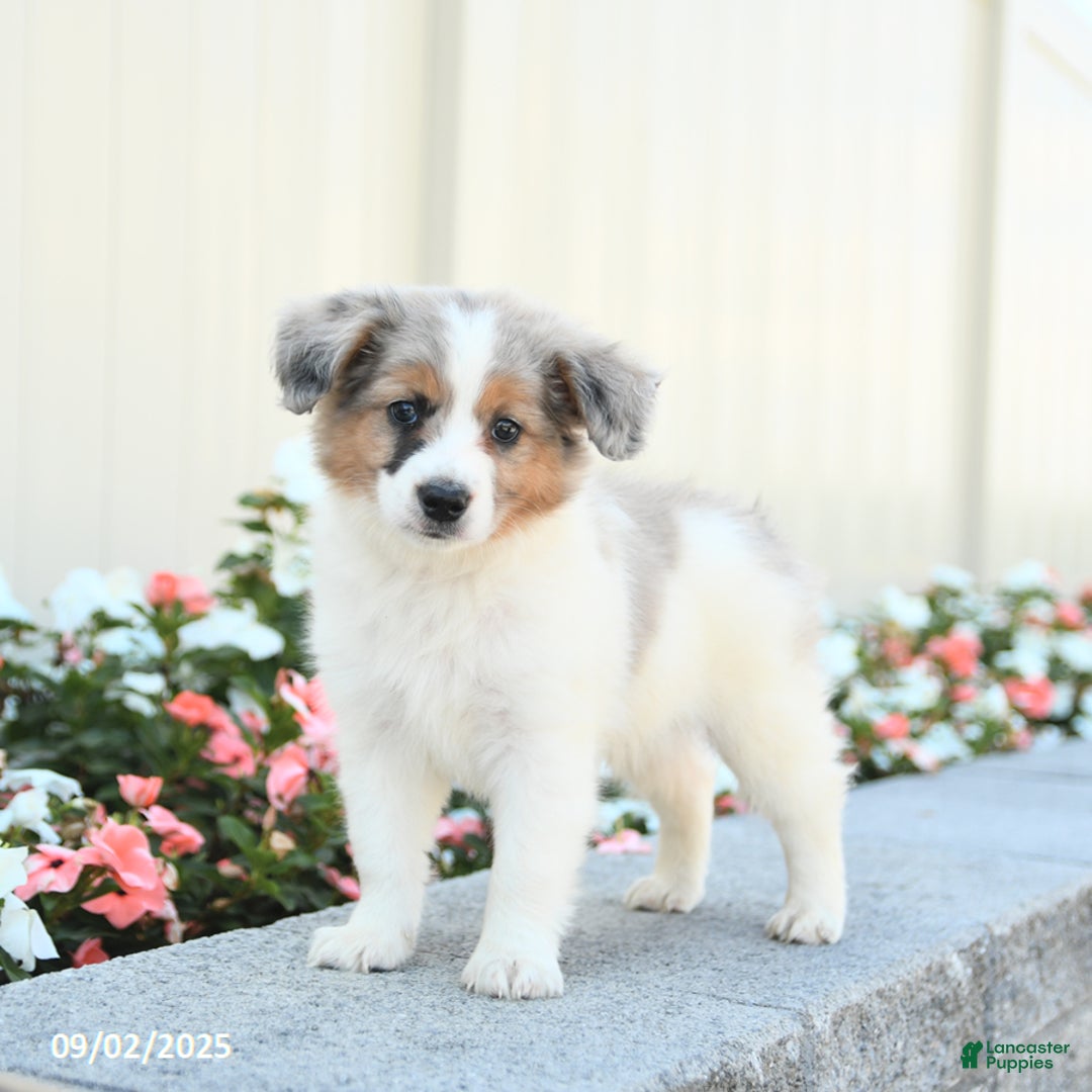 Miniature Australian Shepherd dogs for sale: Jett - Ad 4