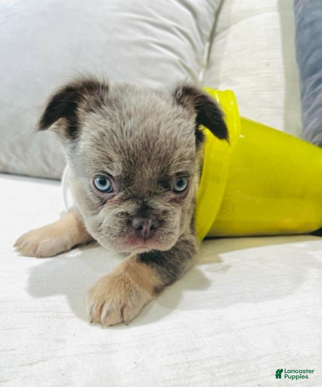 French Bulldog dogs for sale: MIni Fluffy French Bulldog Puppy  - Ad 3