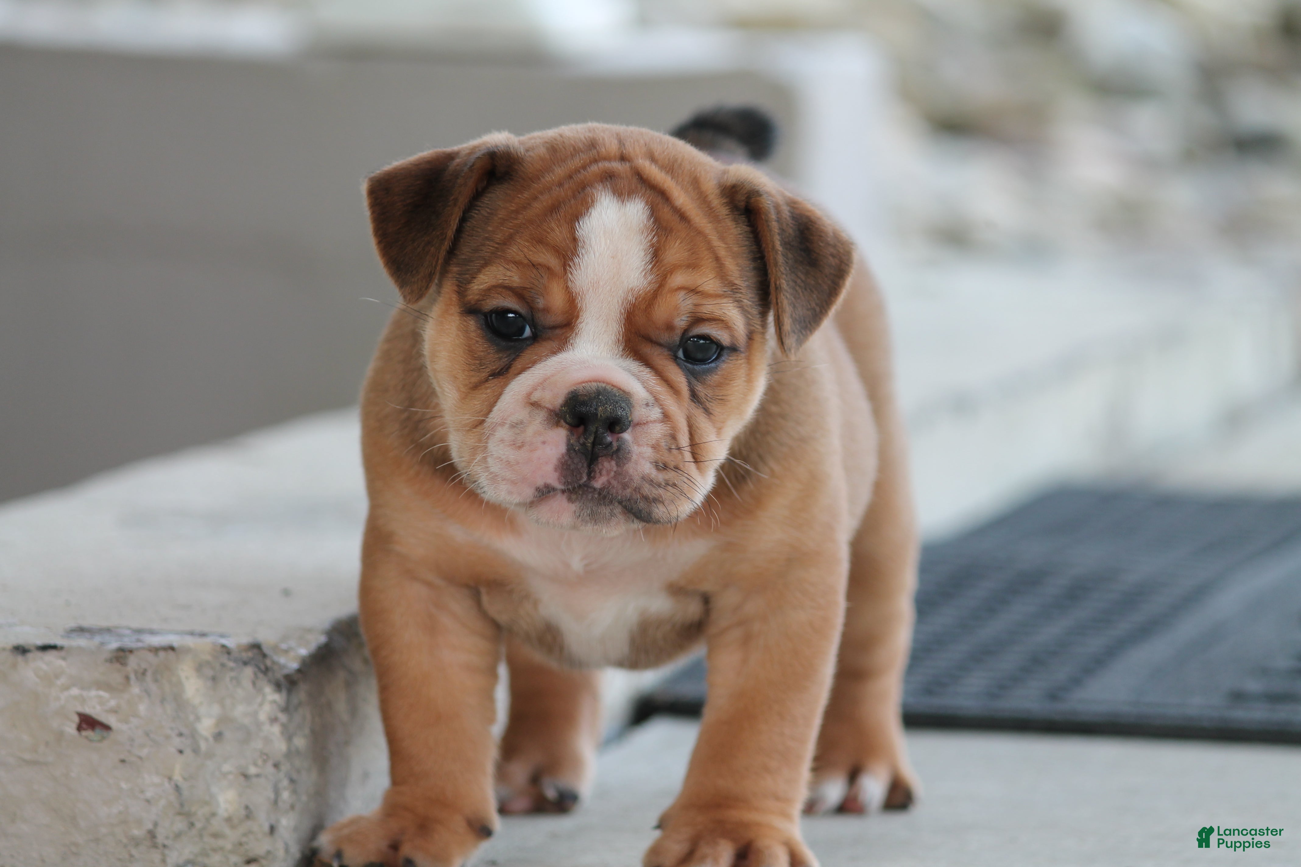 Olde English Bulldogge dogs for sale: Bluegates GAMBLER - Ad 1