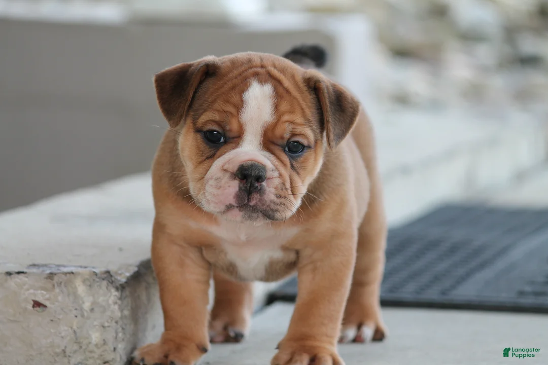 Olde English Bulldogge dogs for sale: Bluegates GAMBLER - Ad 1