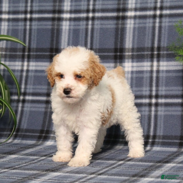 Miniature Poodle dogs Xeena - Ad 2