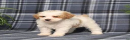 Miniature Poodle dogs for sale: Xeena - Ad 2