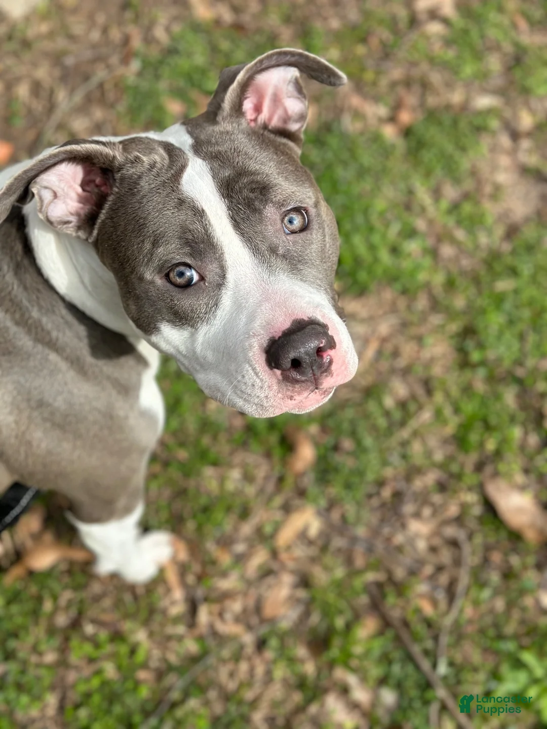 Mixed Breed dogs for sale: Brookie - Ad 3