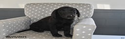 Labrador Retriever dogs for sale: Piper - Ad 2