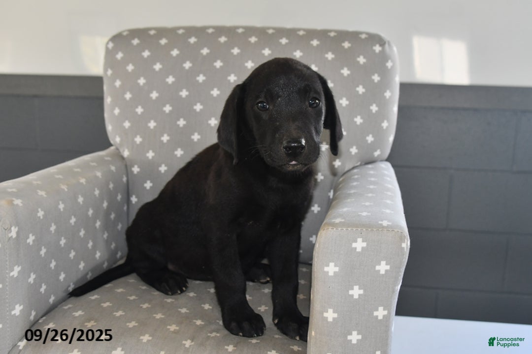 Labrador Retriever dogs for sale: Piper - Ad 2