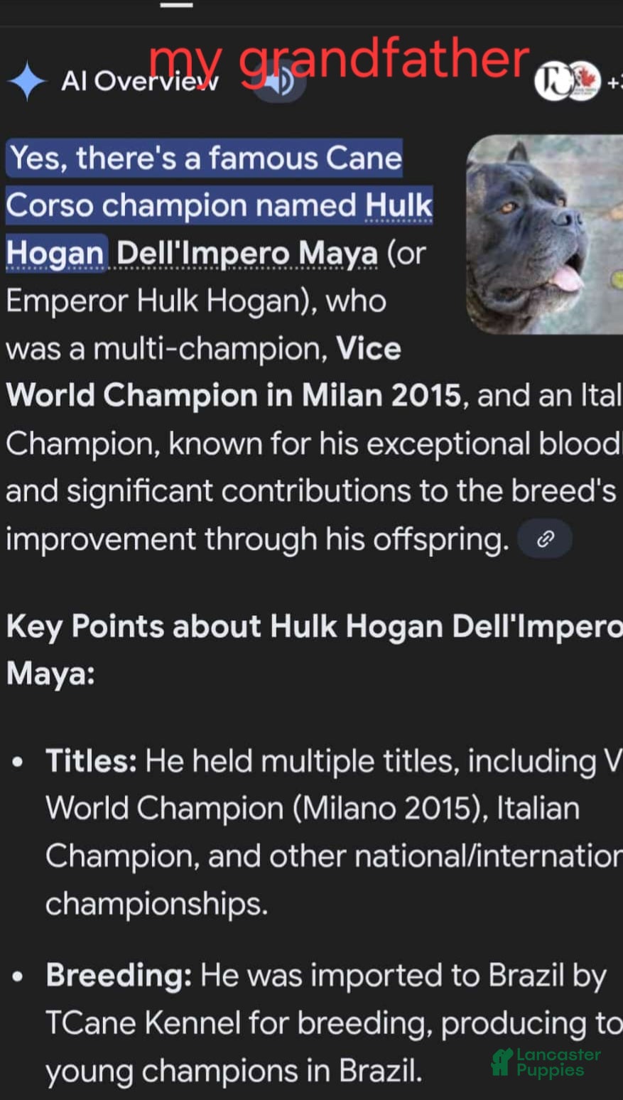 Cane Corso dogs SASSY - Ad 2