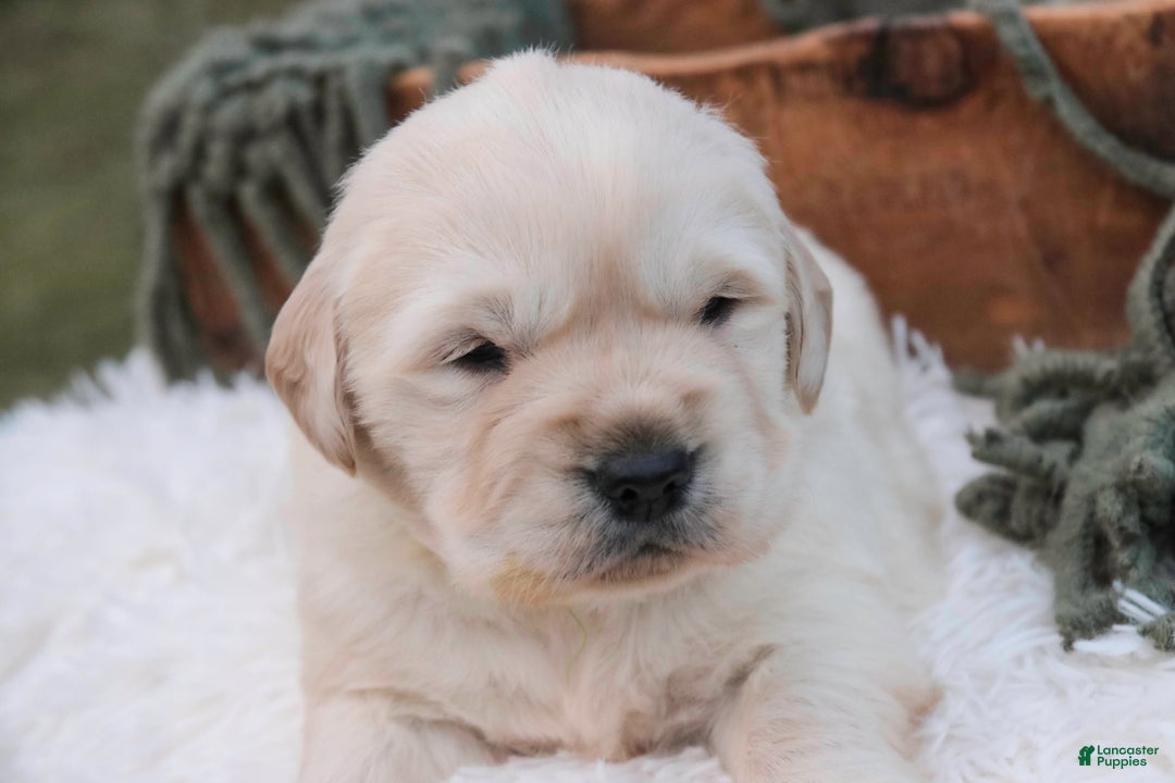 Golden Retriever dogs for sale: Riggs - Ad 8