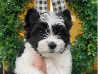 Yorkshire Terrier dogs Yorkshire Terrier 5 - Ad 5