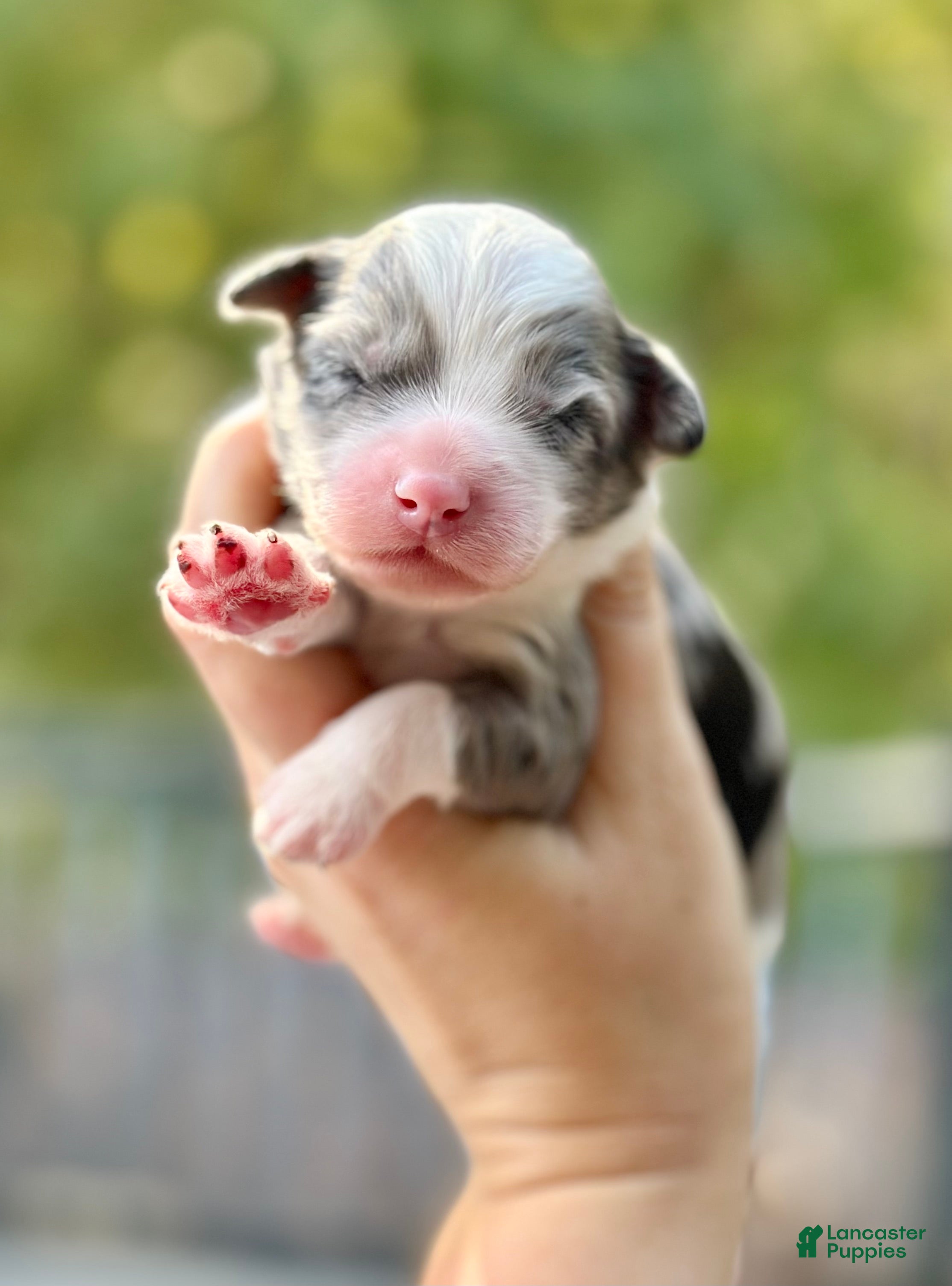 Mini Goldendoodle dogs Blizzard - Ad 24