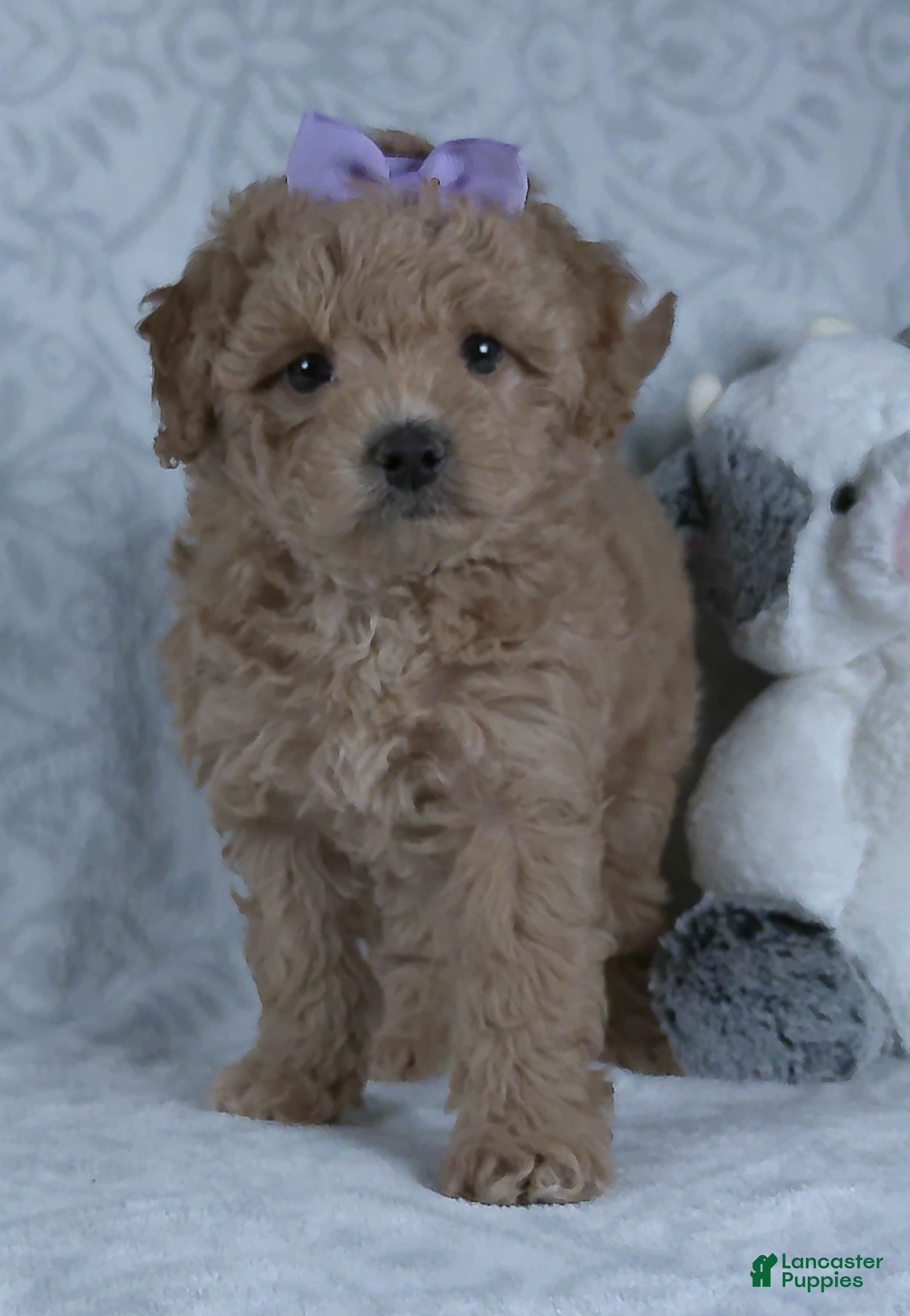 Mini Goldendoodle dogs Karla - Ad 2