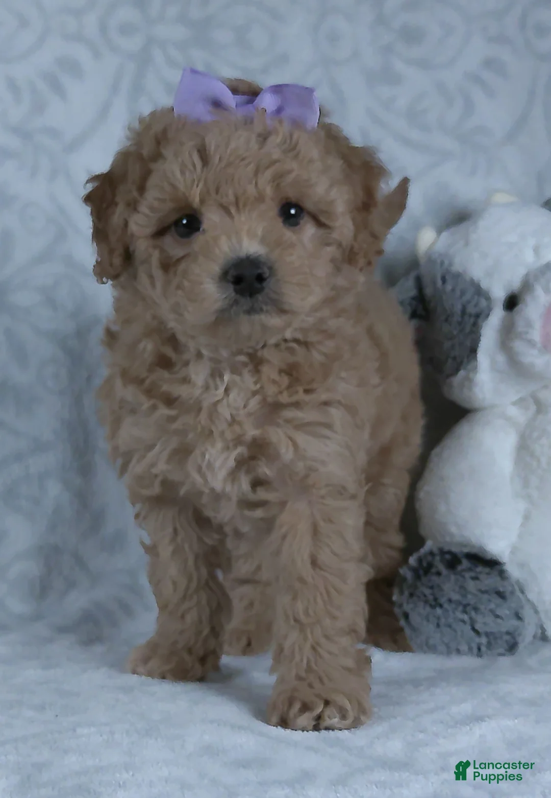Mini Goldendoodle dogs for sale: Karla - Ad 2