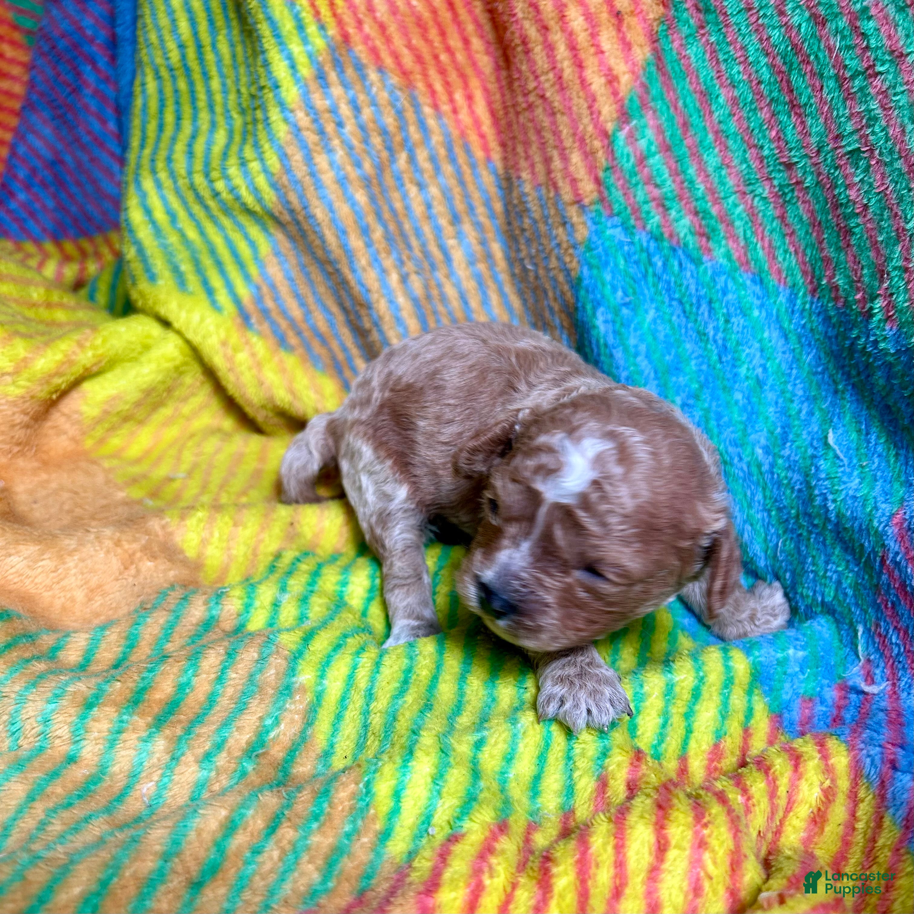 Cavapoo dogs for sale: Neiko - Ad 1