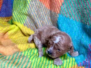 Cavapoo dogs Neiko - Ad 39