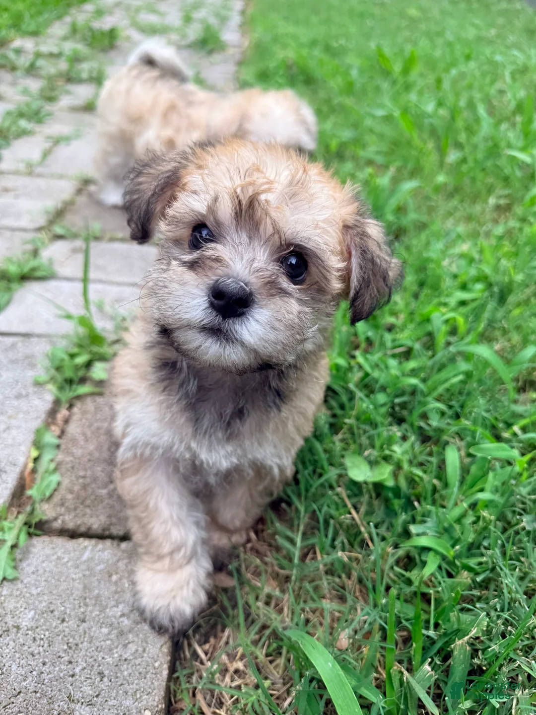 Mixed Breed dogs for sale: Mixed Breed Puppy 4 - Ad 2