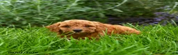 Miniature Poodle dogs for sale: Theodore - Ad 2