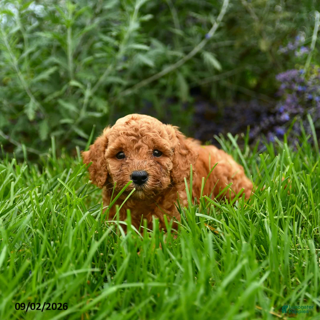Miniature Poodle dogs for sale: Theodore - Ad 2