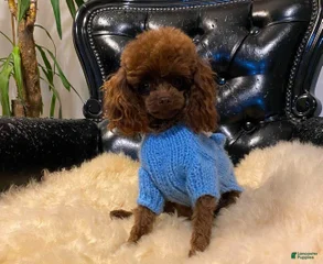 Rojito