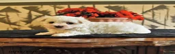 Maltese dogs for sale: Angela - Ad 3