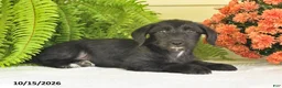Mixed Breed dogs for sale: Midnight - Ad 3