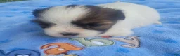 Shih Tzu dogs for sale: Shih Tzu 1 - Ad 1