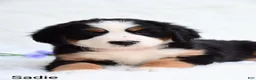 Bernese Mountain Dog dogs for sale: Sadie  - Ad 5