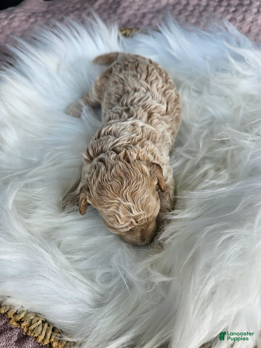 Cavapoo dogs for sale: Winston - Ad 5