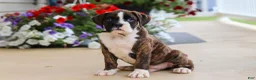 Boxer dogs for sale: Bentley - Ad 4