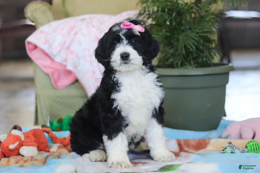 Bernedoodle dogs for sale: Harper - Ad 3