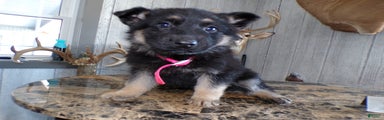 German Shepherd Puppy 2 Zoey