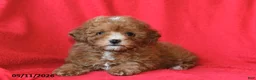 Toy Poodle dogs for sale: Rosie - Ad 4