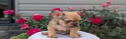 French Bulldog dogs for sale: Xander - Ad 6