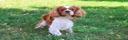 Cavalier King Charles Spaniel dogs for sale: Rambo  - Ad 4