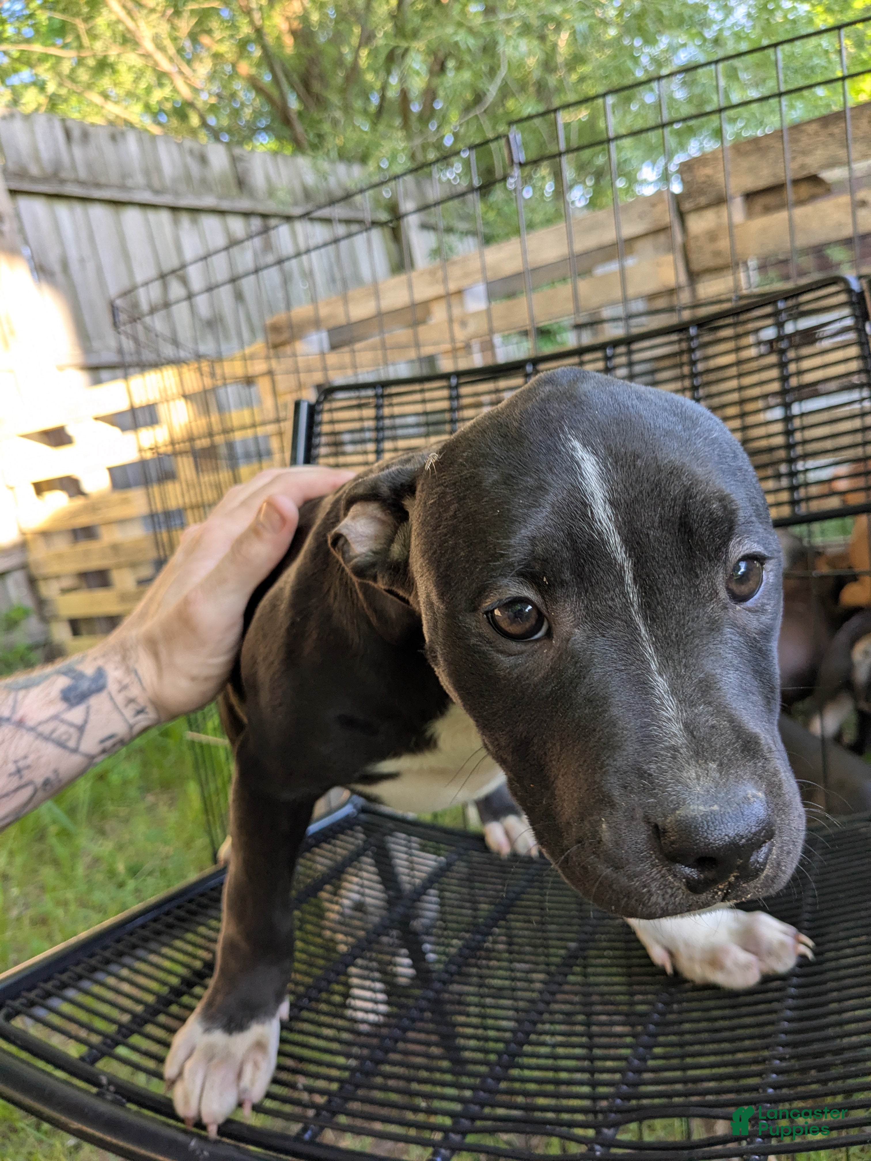 American Pit Bull Terrier dogs American Pit Bull Terrier 3 - Ad 5