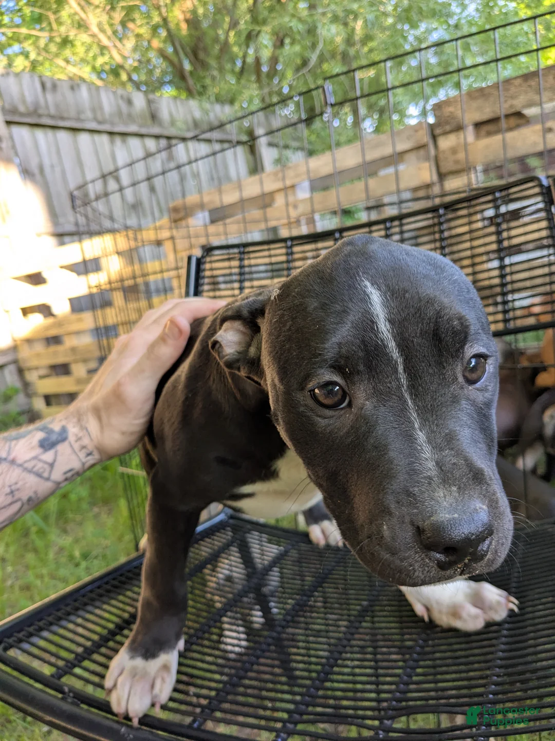 American Pit Bull Terrier dogs for sale: American Pit Bull Terrier 3 - Ad 1