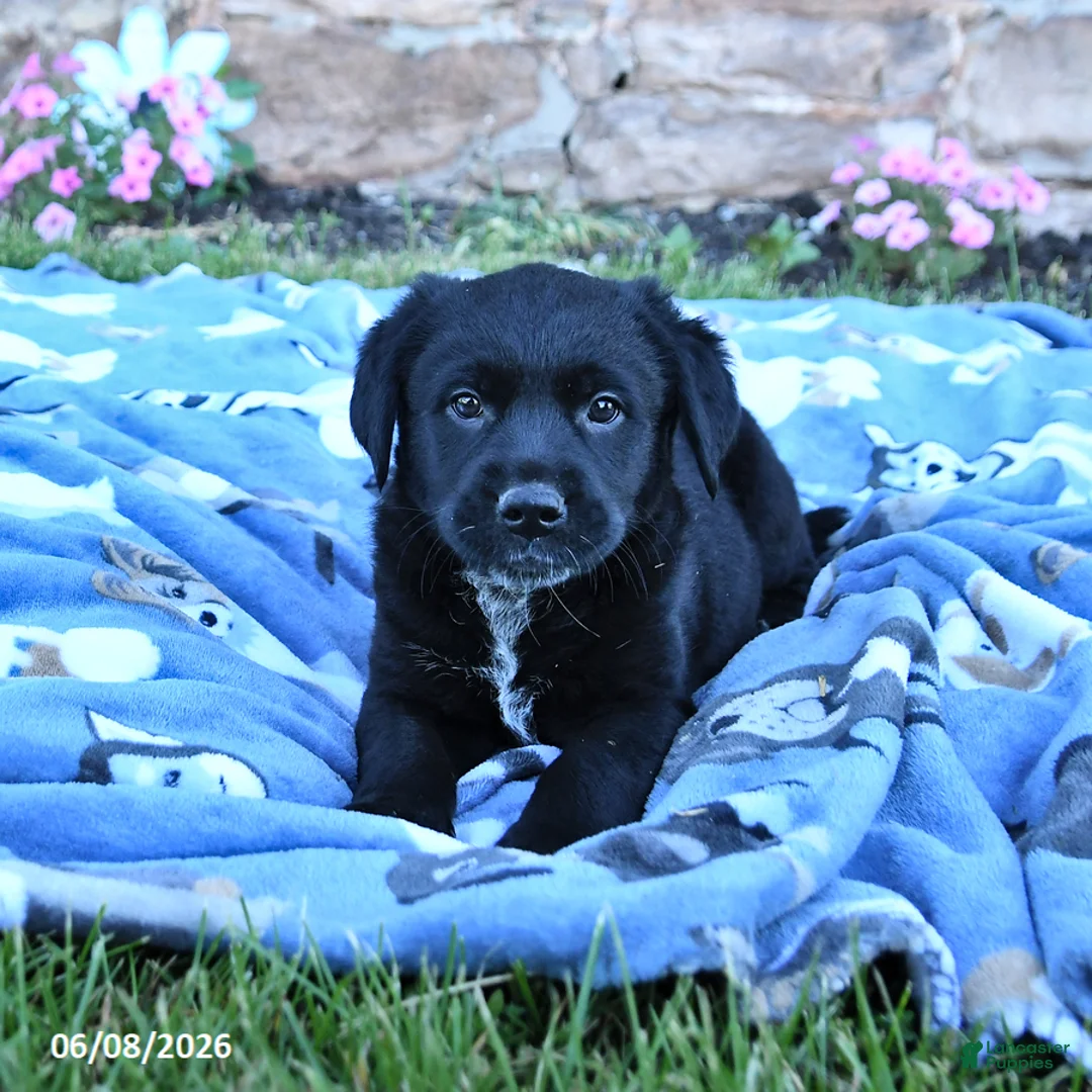 Mixed Breed dogs for sale: Bella   - Ad 2