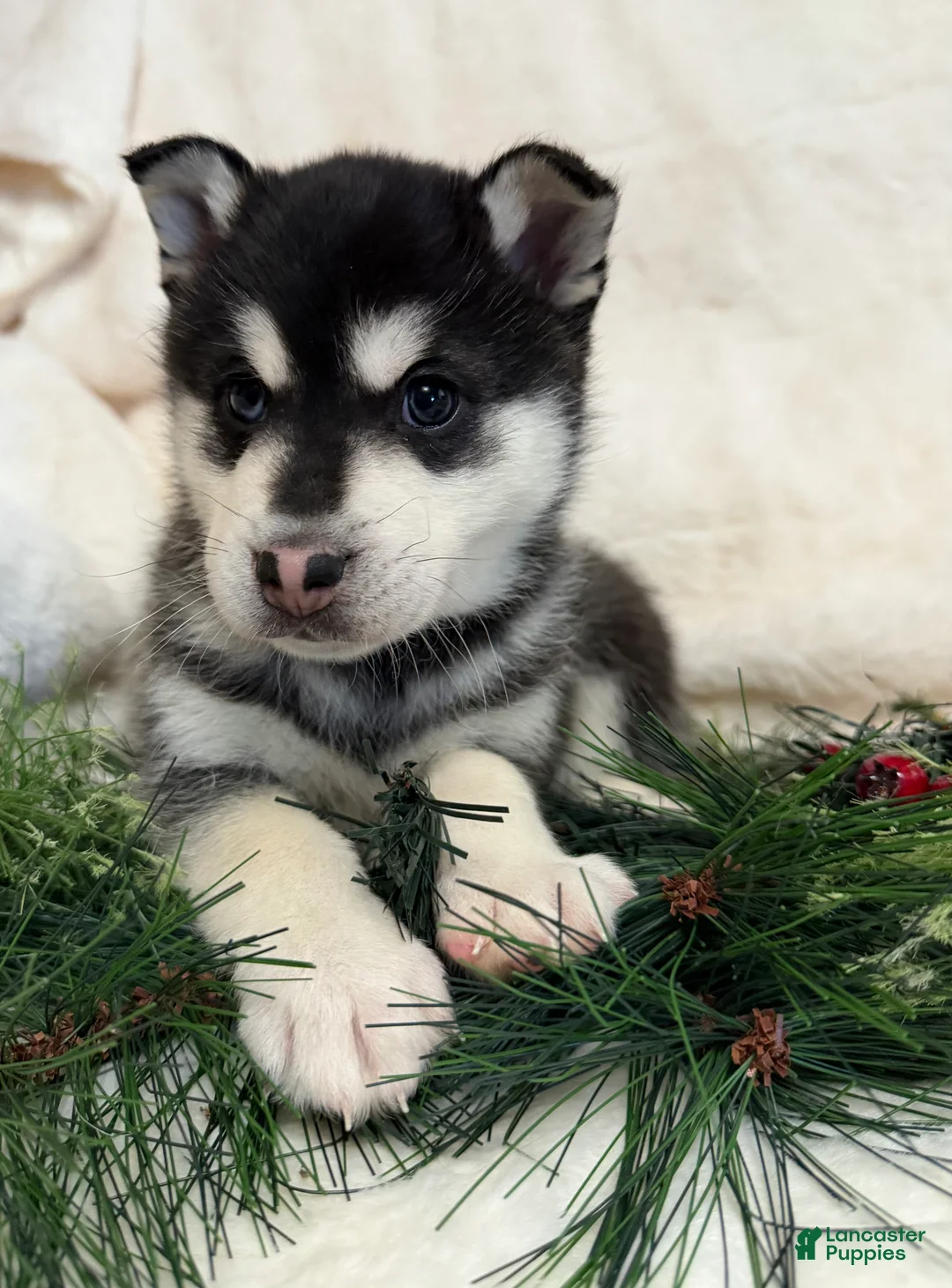 Alaskan Klee Kai dogs for sale: Cubby - Ad 3