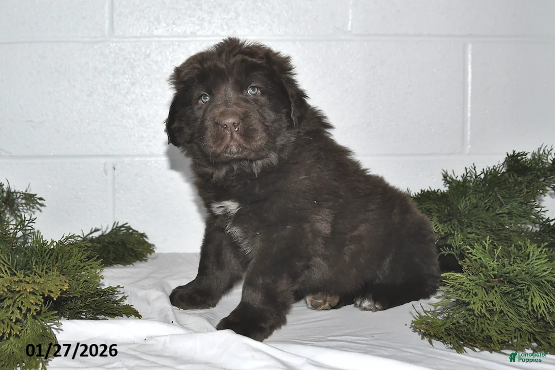 Newfoundland dogs for sale: Macy - Ad 2
