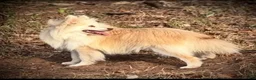 Pomsky dogs for sale: Andy - Ad 9