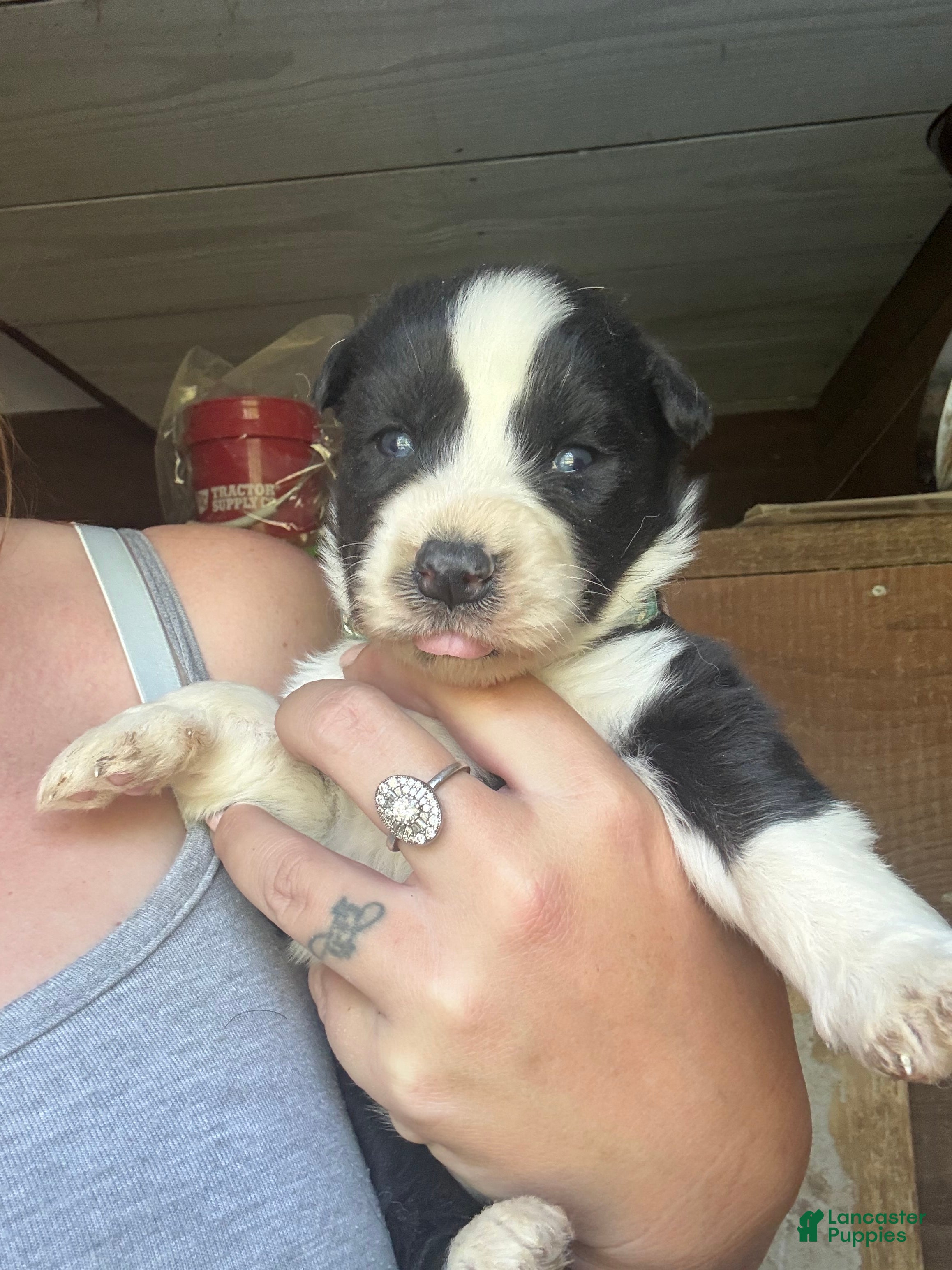 Gerberian Shepsky dogs for sale: Rip - Ad 2