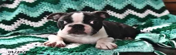 Boston Terrier dogs for sale: Jack  - Ad 2