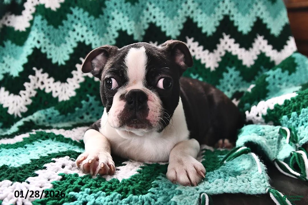 Boston Terrier dogs for sale: Jack  - Ad 2