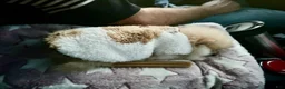 Pomeranian dogs for sale: Pomeranian 2 - Ad 2