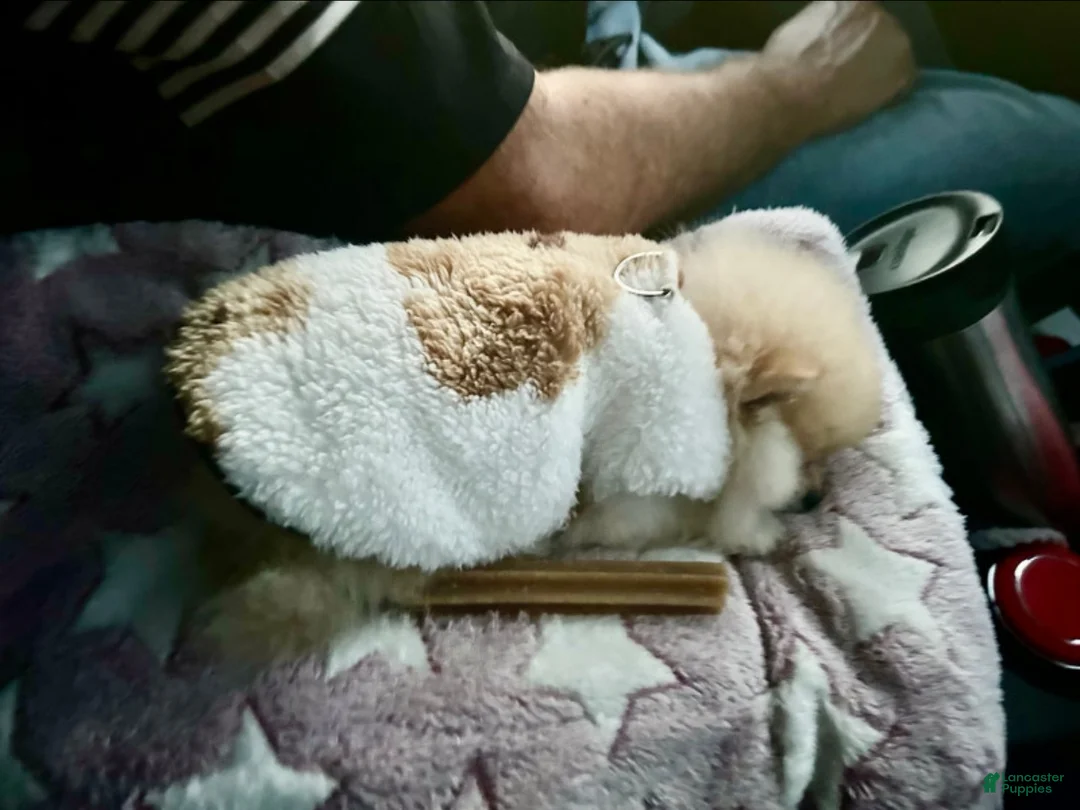 Pomeranian dogs for sale: Pomeranian 2 - Ad 2