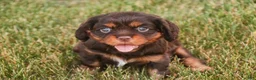 Cavalier King Charles Spaniel dogs for sale: Pollyanna Cavalier King Charles Spaniel  - Ad 7