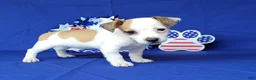 Jack Russell Terrier dogs for sale: JoJo - Ad 14