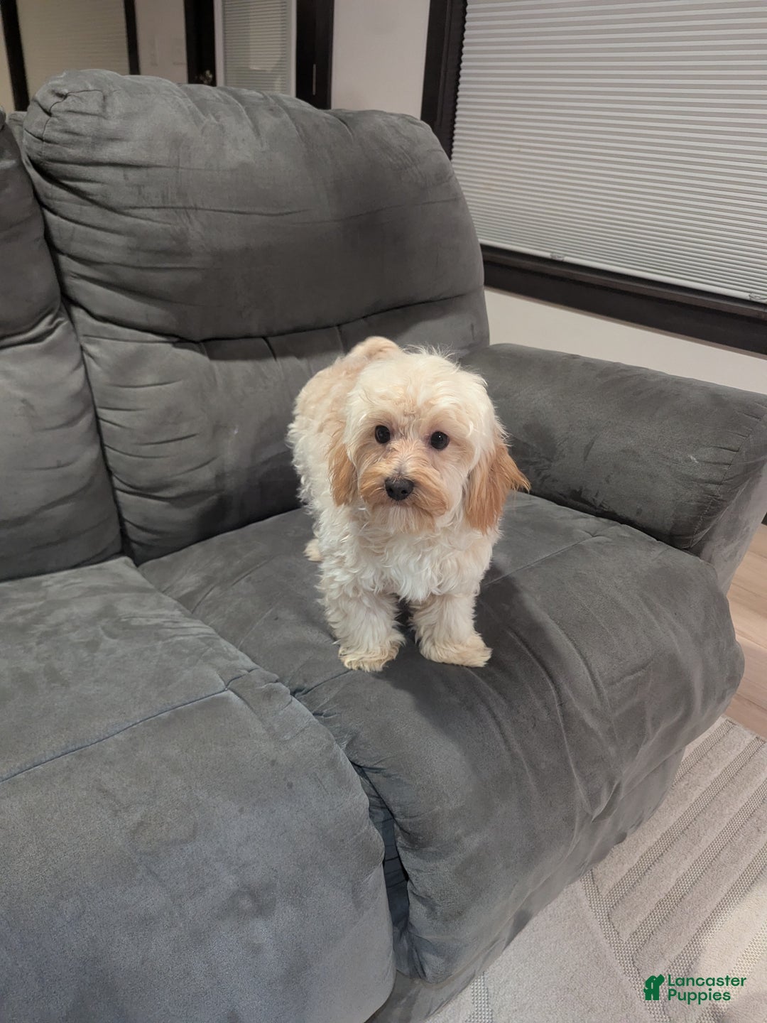 Havapoo dogs for sale: Biscuit  - Ad 3